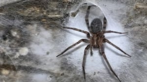 Yerosti g‘orida 100 kvadrat metrli o‘rgimchak to‘ri topildi