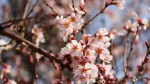 On March 1, the weather in Uzbekistan will be varied