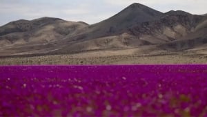 Atacama Desert is experiencing its annual blooming period