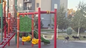 Almazar ko‘chalarida itlar xavfsizlikni ta’minlamayapti