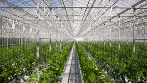 Toshkentda filtrsiz ko‘mir qozonlari faoliyati to‘xtatiladi