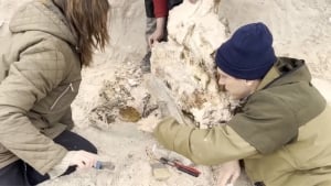 Leningradda 385 mln yillik daraxt topildi