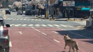 Ложное сообщение о побеге волка вызвало панику в Южной Корее