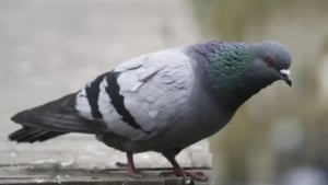 Jammu vokzaliga kabutar orqali tahdid xati yuborildi