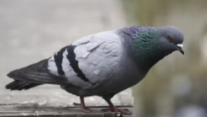 Threat letter sent to Jammu station via pigeon