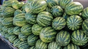 O‘zbekistonda avgustda narxlar 0,4 foiz oshdi