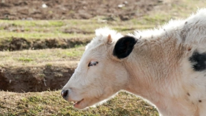 Lands for livestock will be allocated for Uzbek investors in Irkutsk