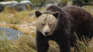 Grizzly bear attack: 11 people injured