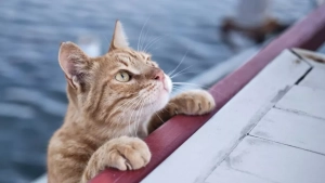 A live cat was found inside a container at the port of Baltiysk