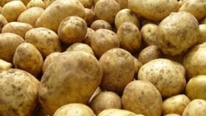 Samarqand kartoshka yetishtirishda yetakchilik qilmoqda