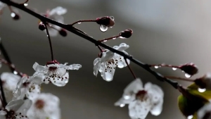 O‘zbekistonda aprel oyi boshida ob-havo qanday bo‘ladi