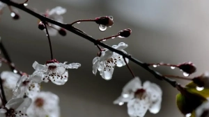O‘zbekistonda aprel oyi boshida ob-havo qanday bo‘ladi