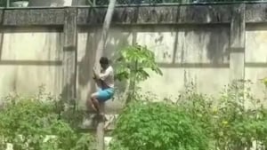 A young man died in a lion cage in Brazil