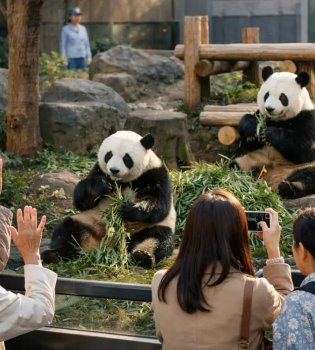 Japan is running out of pandas: Xiao Xiao and Lei Lei are returning to China