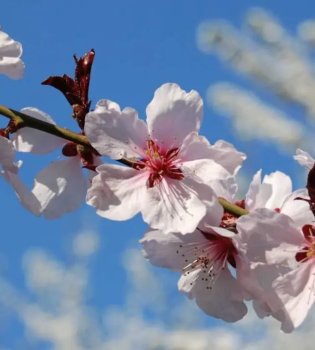 Weather in Uzbekistan on April 1: Rain and heat expected