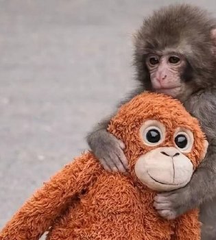 Обезьянка была отделена от своей любимой игрушки и возвращена в свою группу.