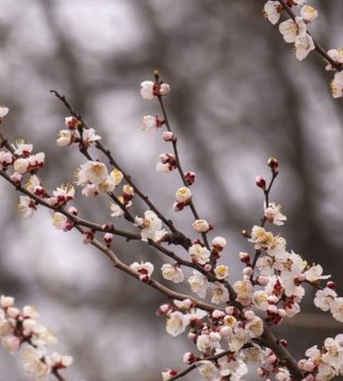 8 Martda O'zbekistonda iliq ob-havo kutilmoqda
