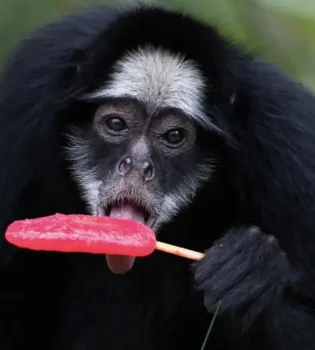 BioParque hayvonlariga jaziramada muzli taom berildi
