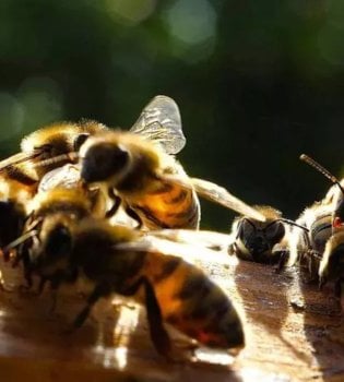 В Бразилии атака пчёл убила отца и дочь