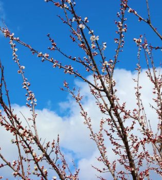 Warm spring weather expected in Uzbekistan on March 18