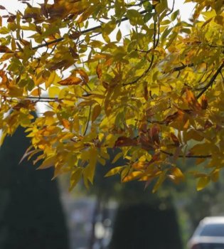 In February, the temperature will rise up to +22 degrees