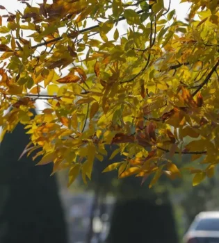 In February, the temperature will rise up to +22 degrees