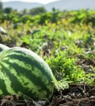 The volume of vegetable production increased in Uzbekistan