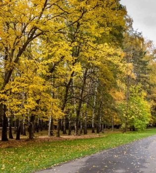 Rain is expected in Tashkent in the evening