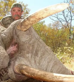 Wild Elephants Trample Wealthy American Hunter to Death in Gabon