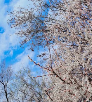 В начале недели в Узбекистане будет преимущественно солнечная и сухая погода