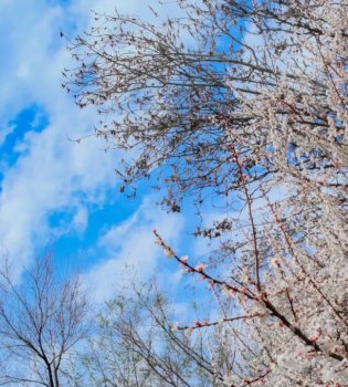 В середине недели в Узбекистане холодная погода отступит