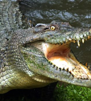 A crocodile attacked a man who was fleeing from elephants in Zambia