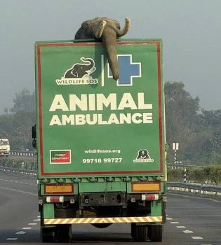 Special ambulances for elephants have been launched in India.