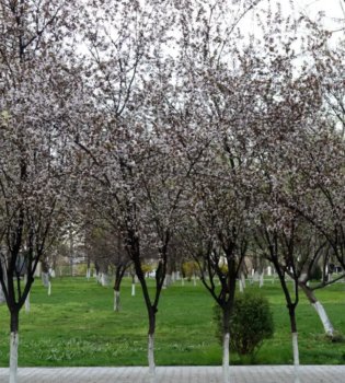 Unstable weather will continue in Uzbekistan in April