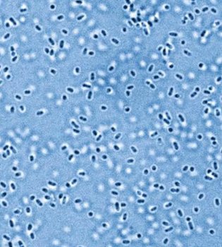 Olimlar 3,2 milliard yillik fermentni qayta jonlantirdi
