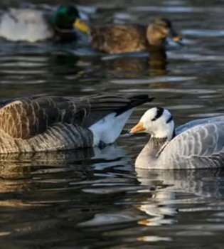 Золотые частицы, найденные в желудке утки, вызвали удивление