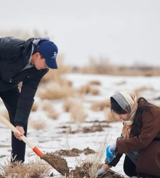 Saxaul is planted at the bottom of the Aral Sea, restoring the ecology