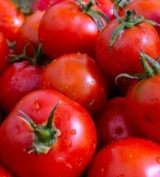 Toshkent bozorlarida bo'yalgan pomidorlar sotilayotgani haqidagi xabarlar rad etildi