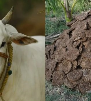 The energy crisis increased the demand for cow dung in India