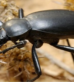 7 new species of beetles have been identified in Uzbekistan and Russia