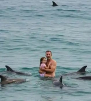 Dolphins saved the family from a great white shark attack