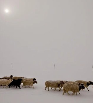 Mo‘g‘ulistonda qattiq qish 26 ming chorvani nobud qildi