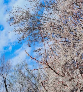 O'zbekistonda 23-fevral kuni ob-havo o'zgaruvchan bo'ladi