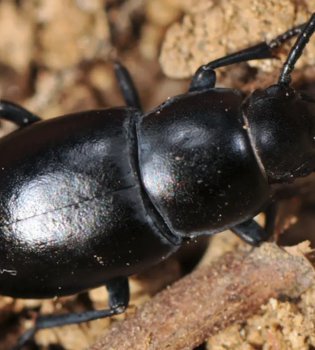 Uzbek scientists have identified 7 new species of beetles