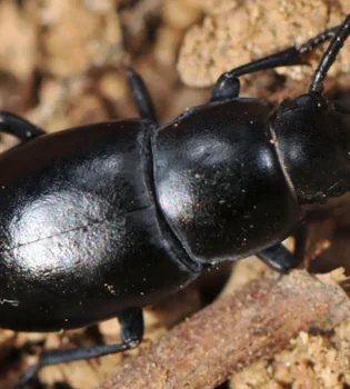 O‘zbek olimlari qo‘ng‘izlarning 7 yangi turini aniqladi