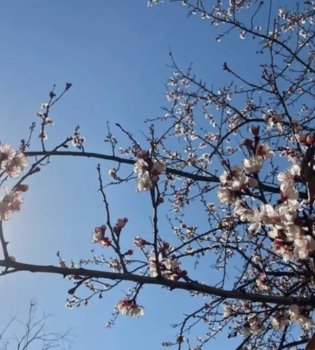 Cold weather, strong winds, and snowfall are expected in Uzbekistan.