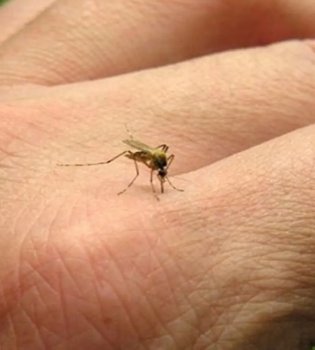 Chivinlar insoniyat uchun eng katta xavf manbai bo'lib qoldi