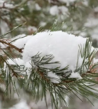 Tog‘li hududlarda qor ko‘chishi xavfi e’lon qilindi