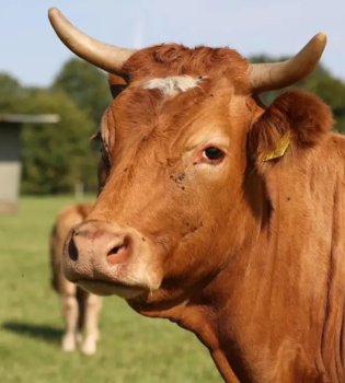 Novosibirskda pasterellyozga qarshi kurash va fermerlarning shubhalari