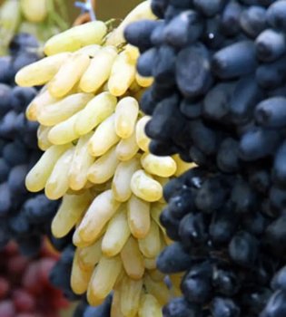 Uzbekistan became the leader in grape exports to Russia